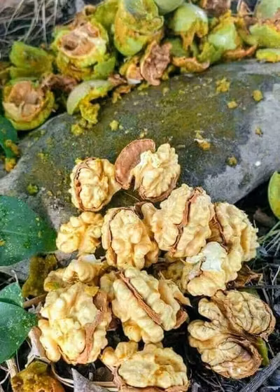 تشخیص گردوی خراب؛ نشانه‌های کپک‌زدگی و تلخ شدن مغز گردو